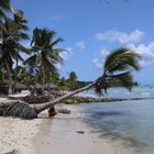 Isla Saona 