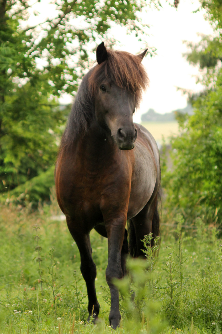 Isländer