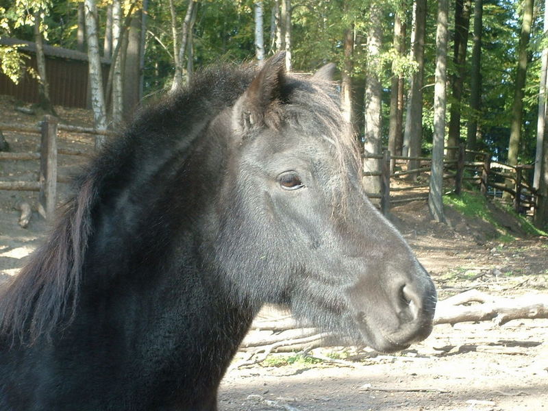 Isländer