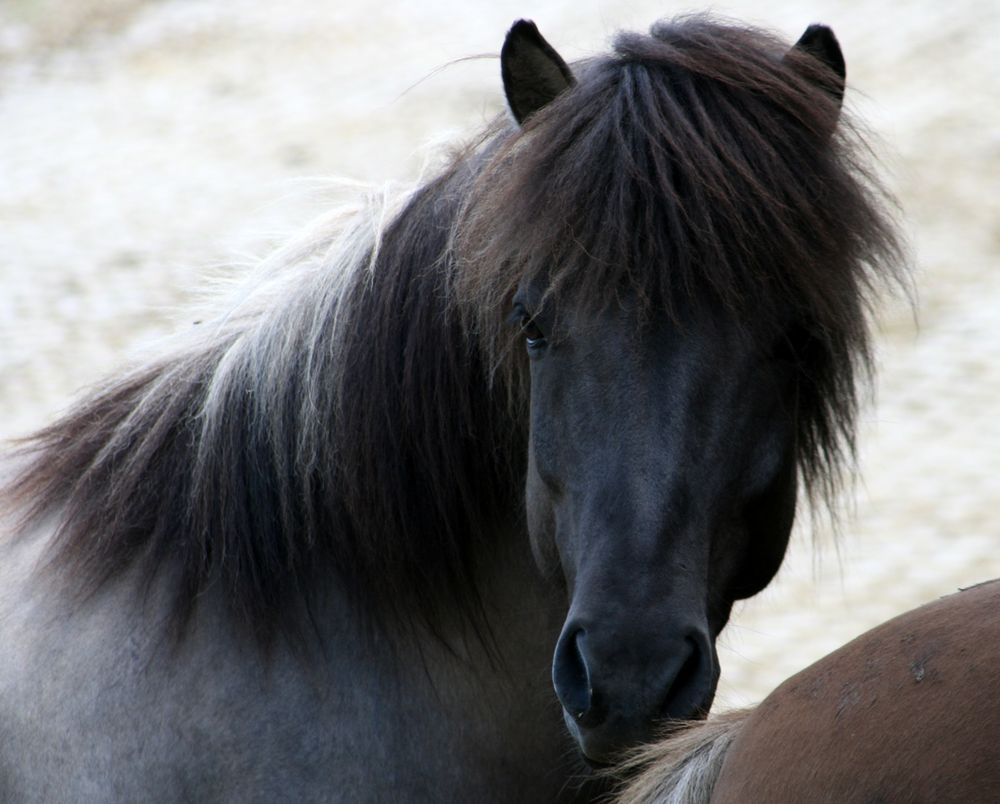 Isländer