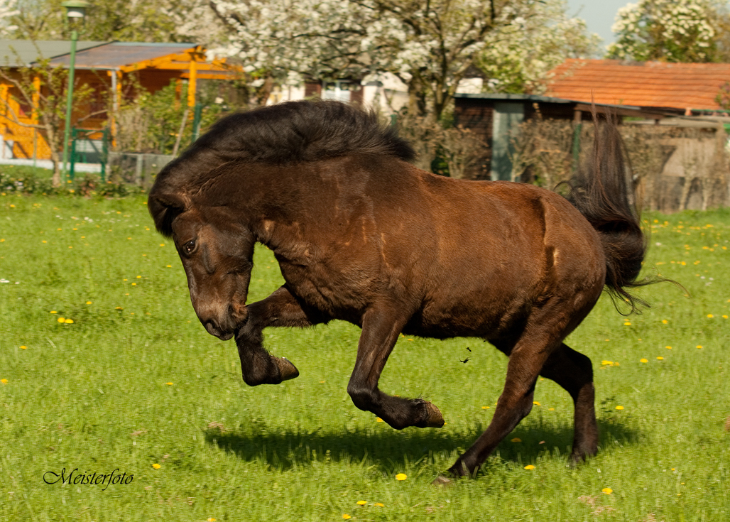 Isländer