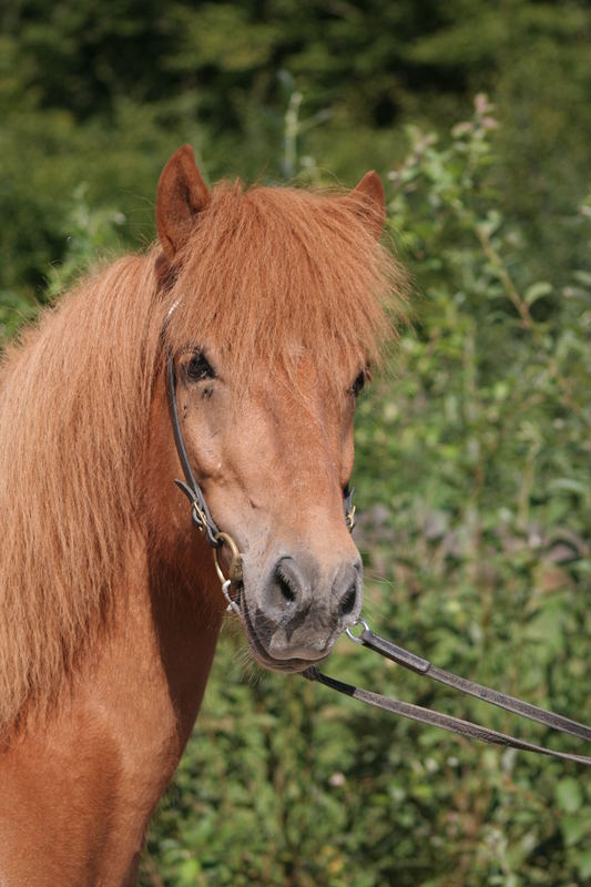 ***Isländer***