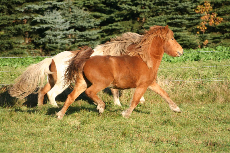 Isländer