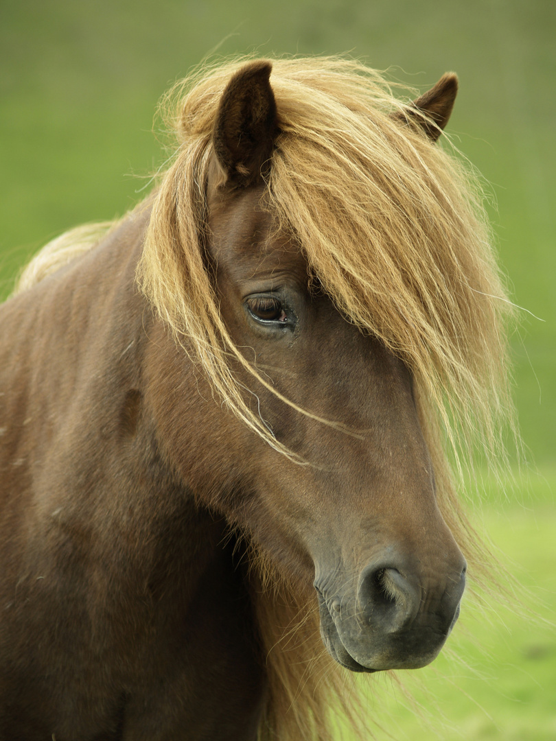 isländer