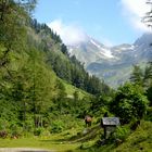 Isländer auf der Alm