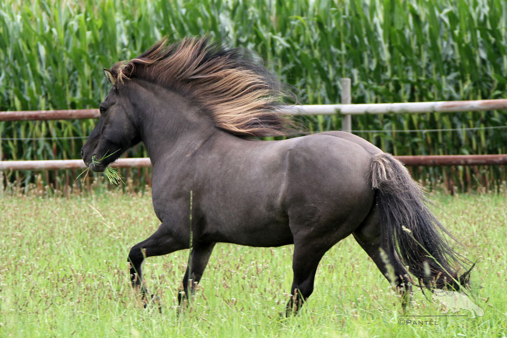 Isländer auf der Sommerweide