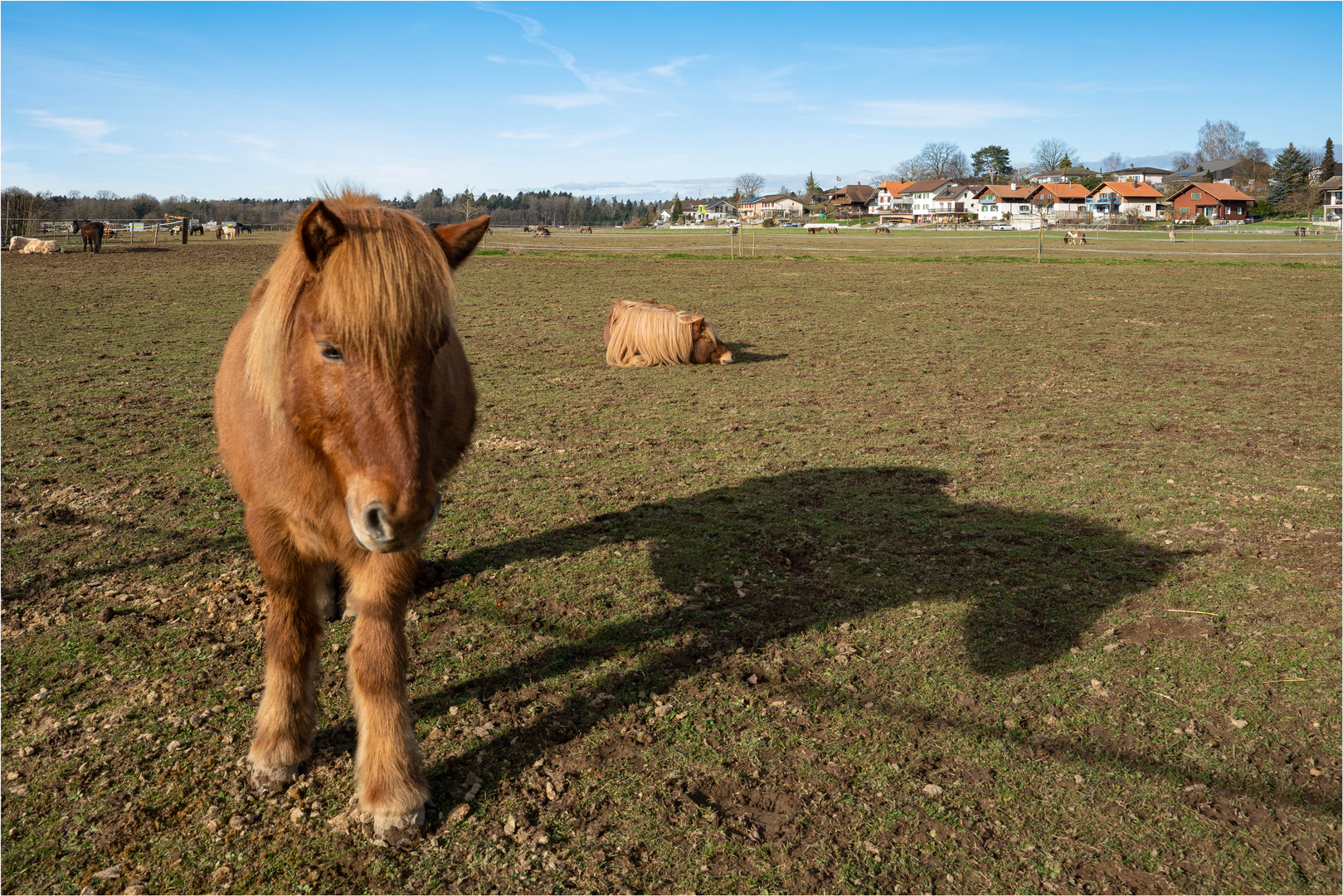 Isländer