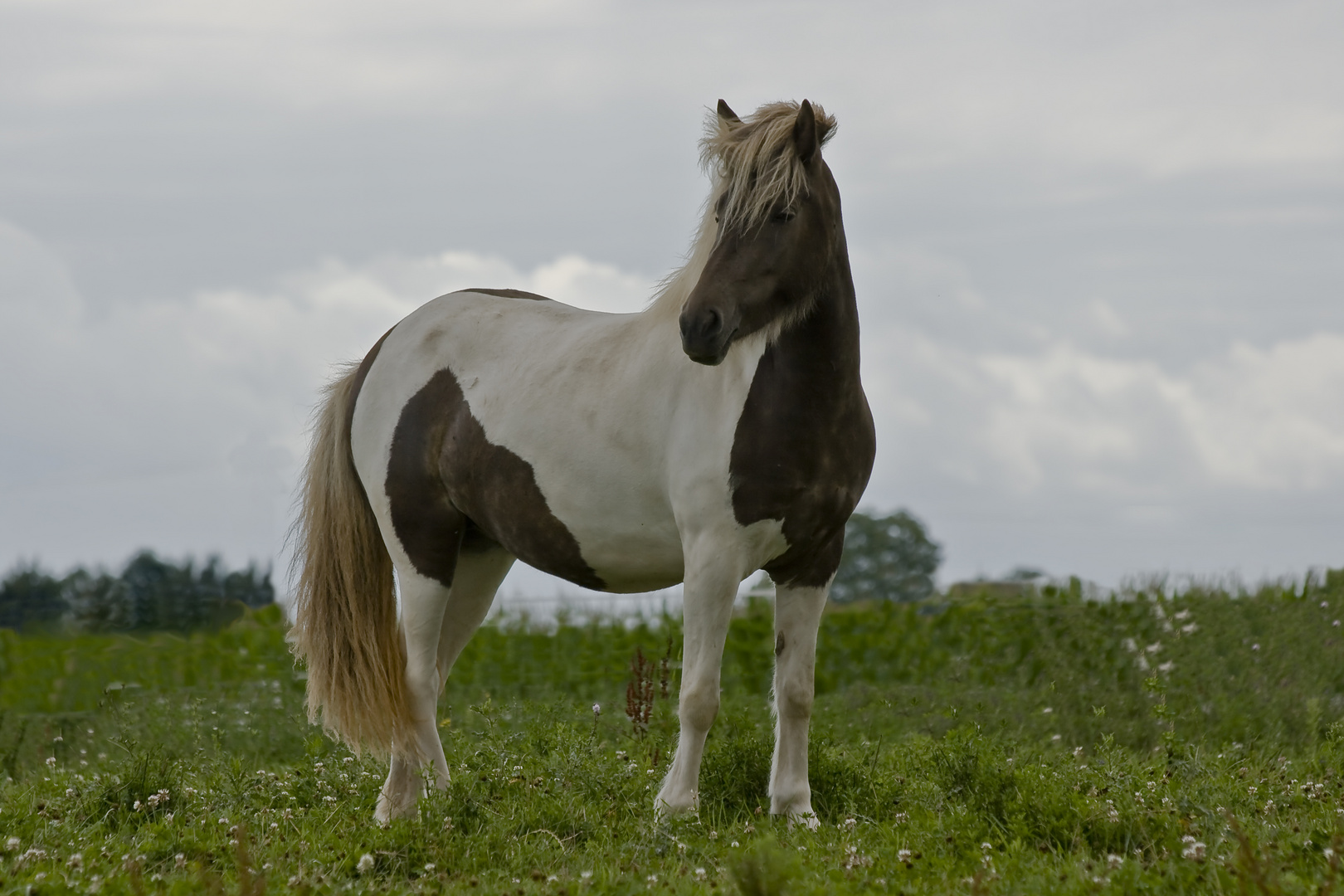 Isländer