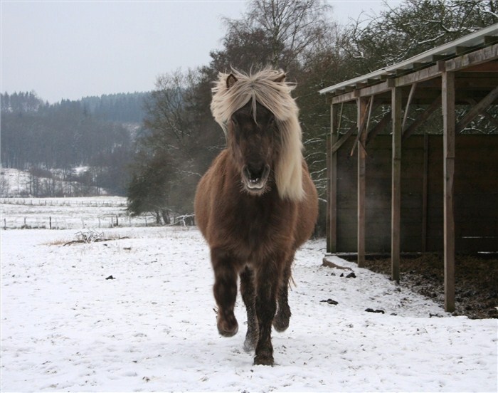 Islander Foto Bild Tiere Haustiere Pferde Esel Maultiere Bilder Auf Fotocommunity