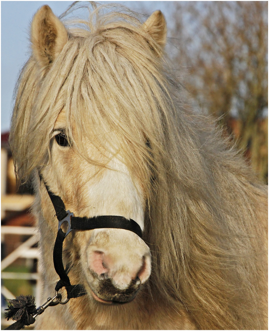 Isländer Hengst Foto & Bild | tiere, haustiere, pferde, esel, maultiere ...