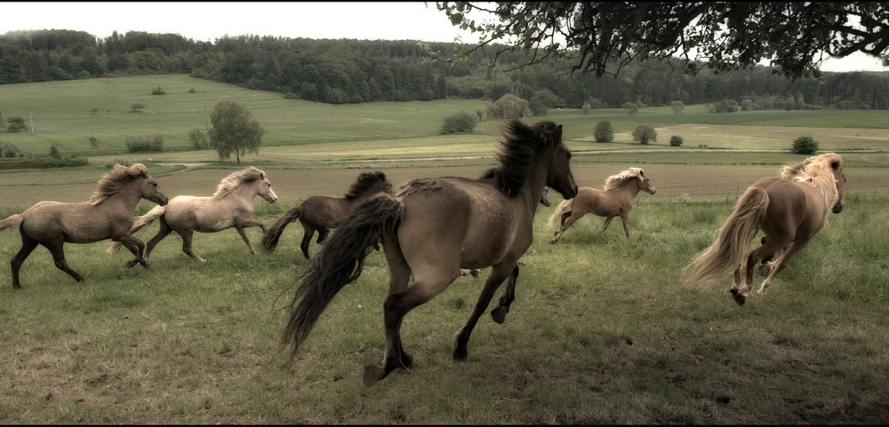 :: Isländer I ::