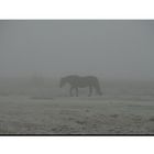 Isländer im Nebel