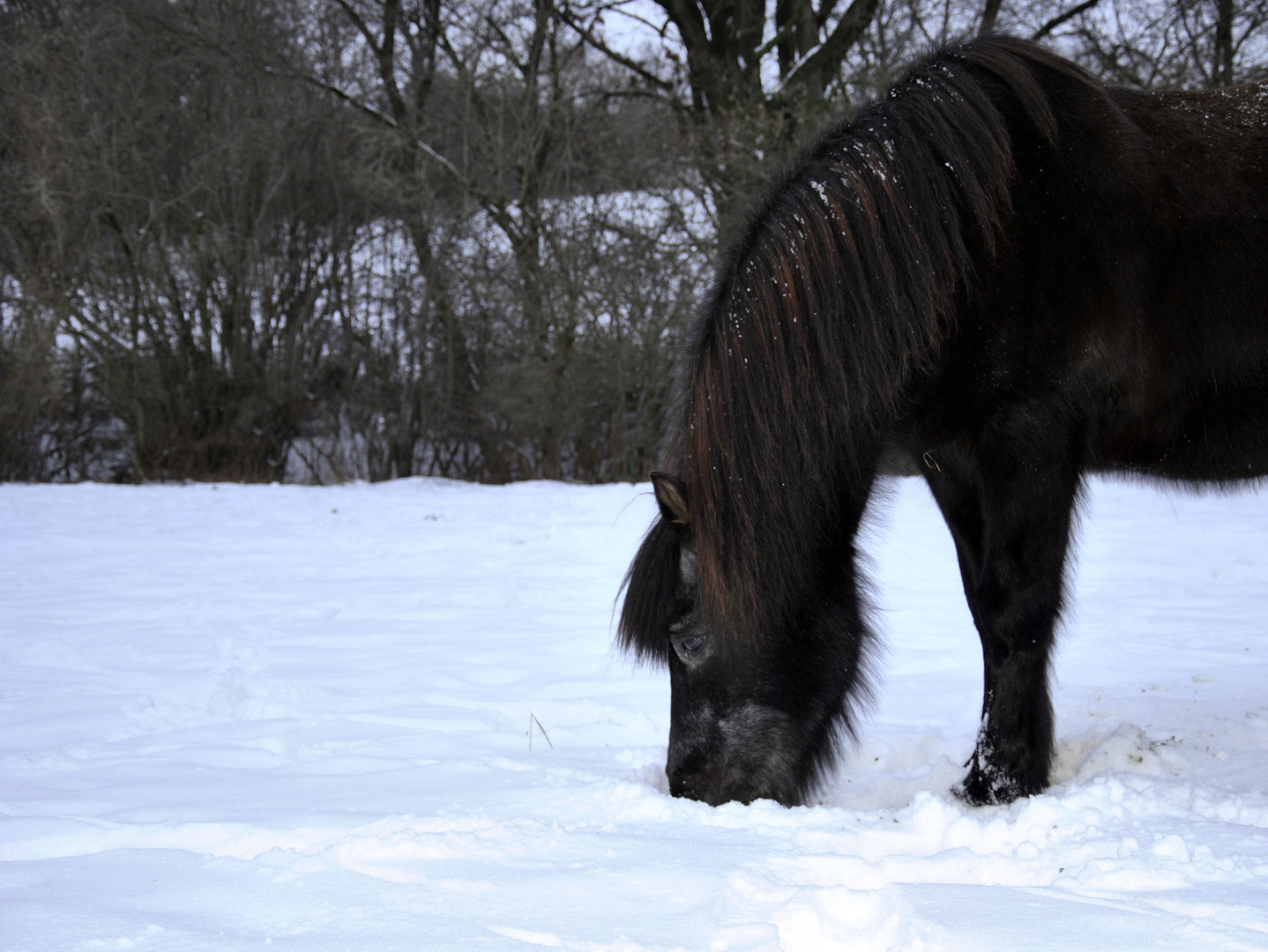 Isländer im Schnee