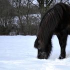 Isländer im Schnee