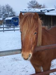 Isländer im Schnee