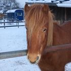 Isländer im Schnee