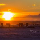 Isländer im Sonnenaufgang