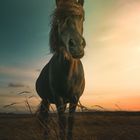 Isländer im Sonnenuntergang