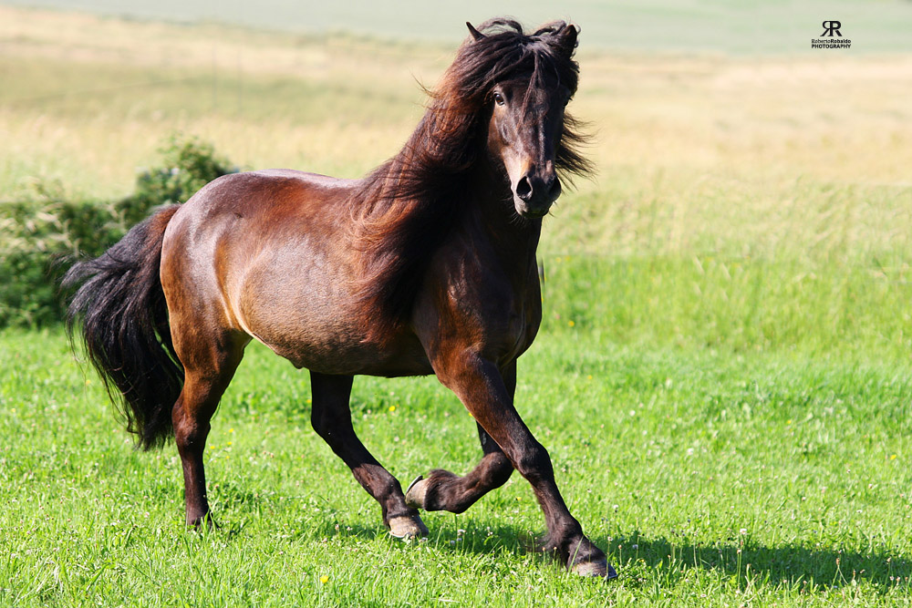 Isländer im westerwald