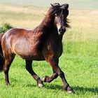 Isländer im westerwald