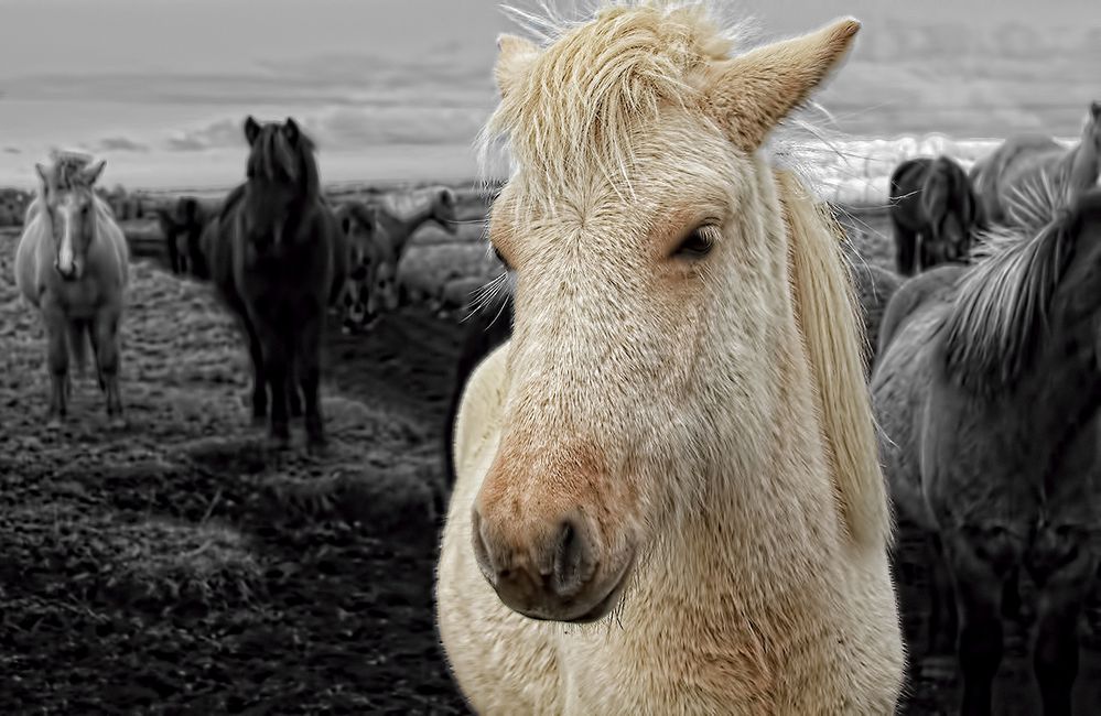 Isländer-Pferde