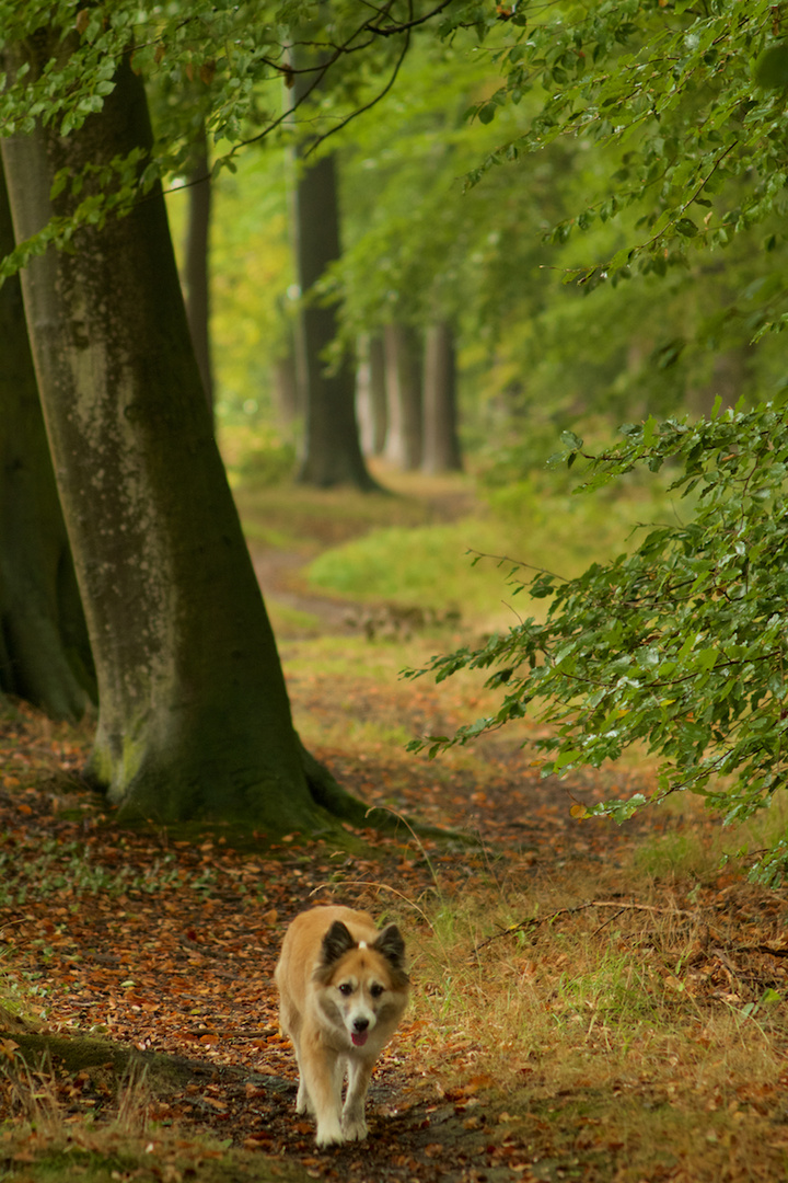 Isländerin beim Waldspaziergang