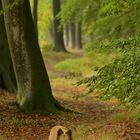 Isländerin beim Waldspaziergang