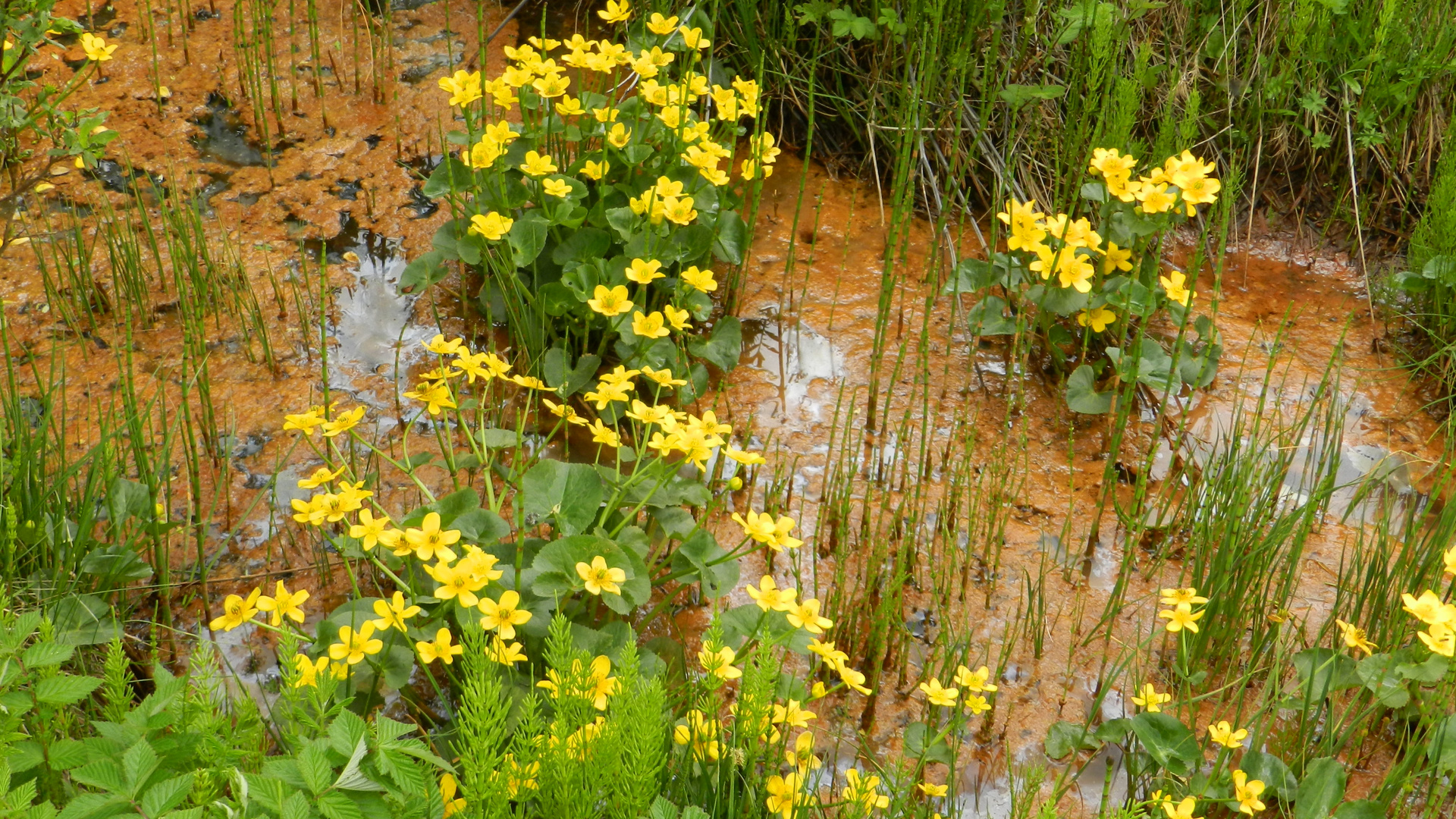 Isländiche Flora