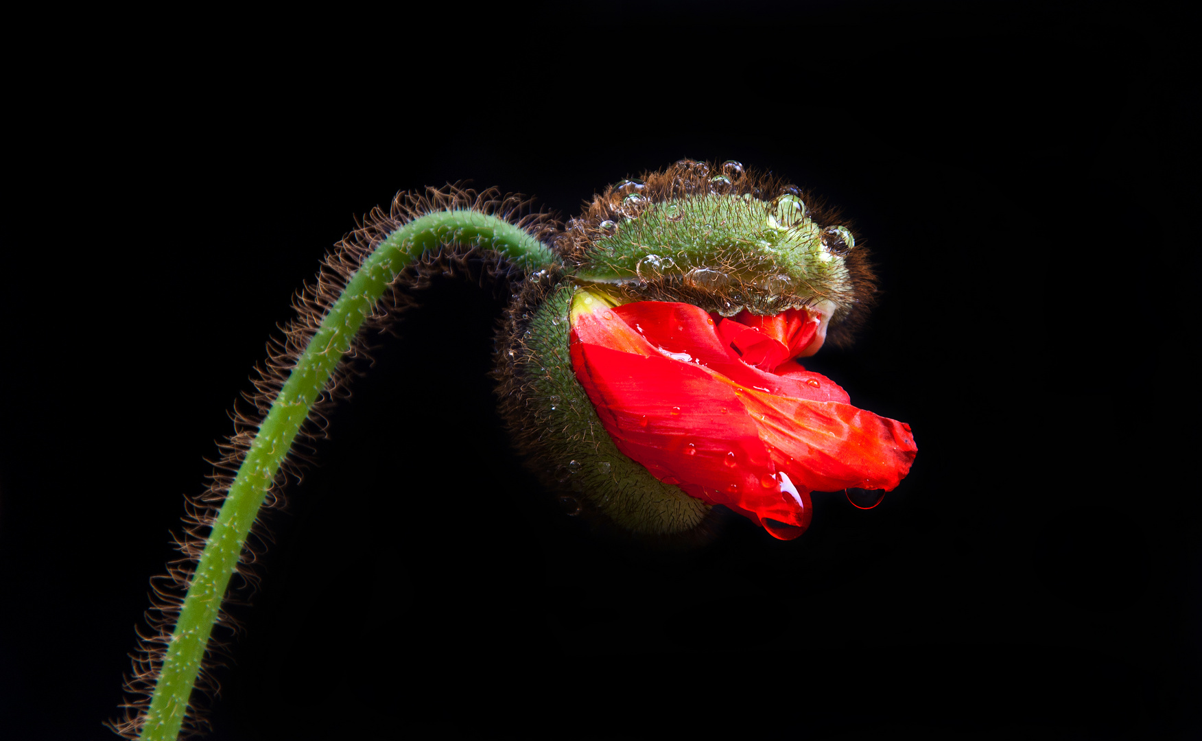 Isländisch Mohn