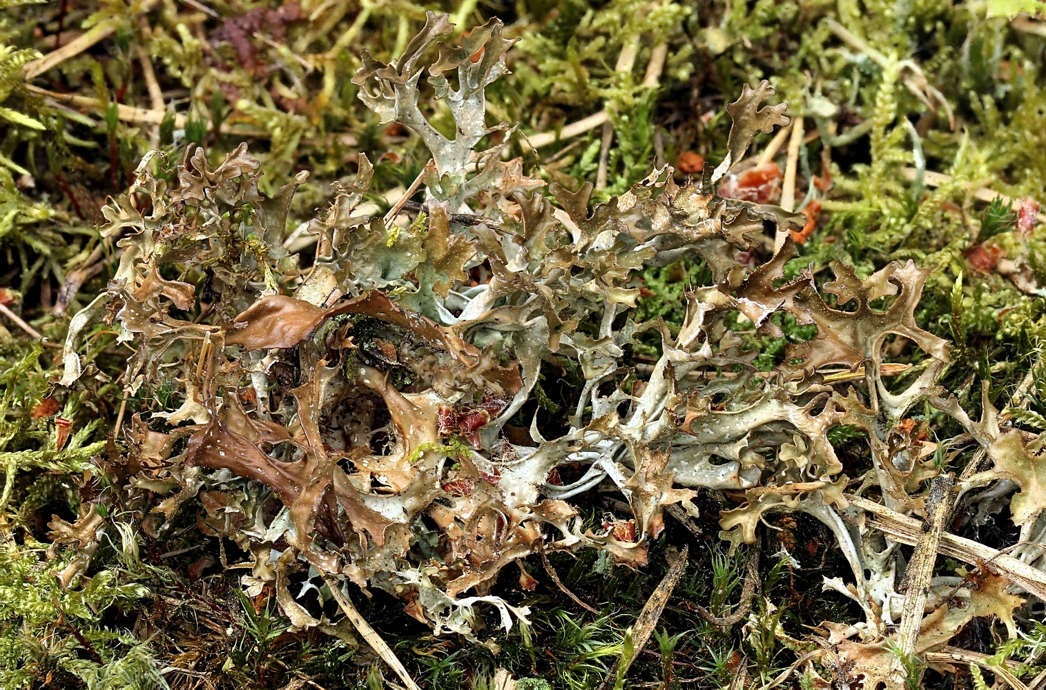 Isländisch Moos (Cetraria islandica) auf dem Rückzug