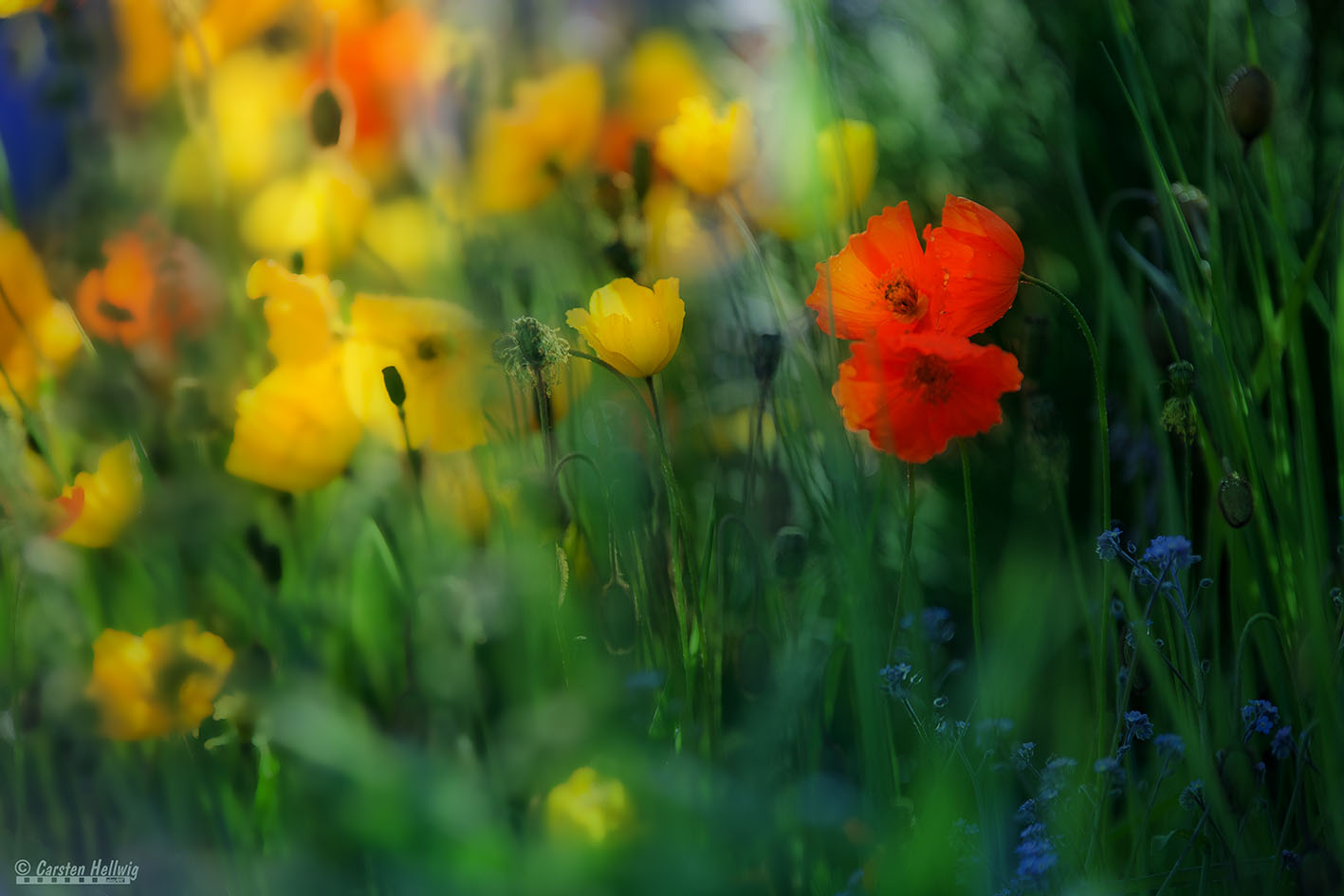 Isländische Mohnblumen