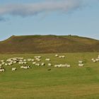 Isländischer Bauer treibt seine Schafe zusammen.