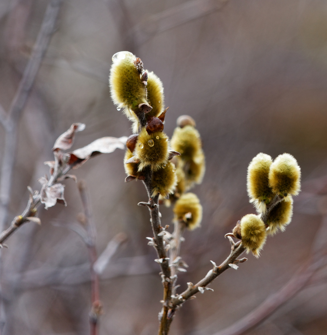 Isländischer Frühling