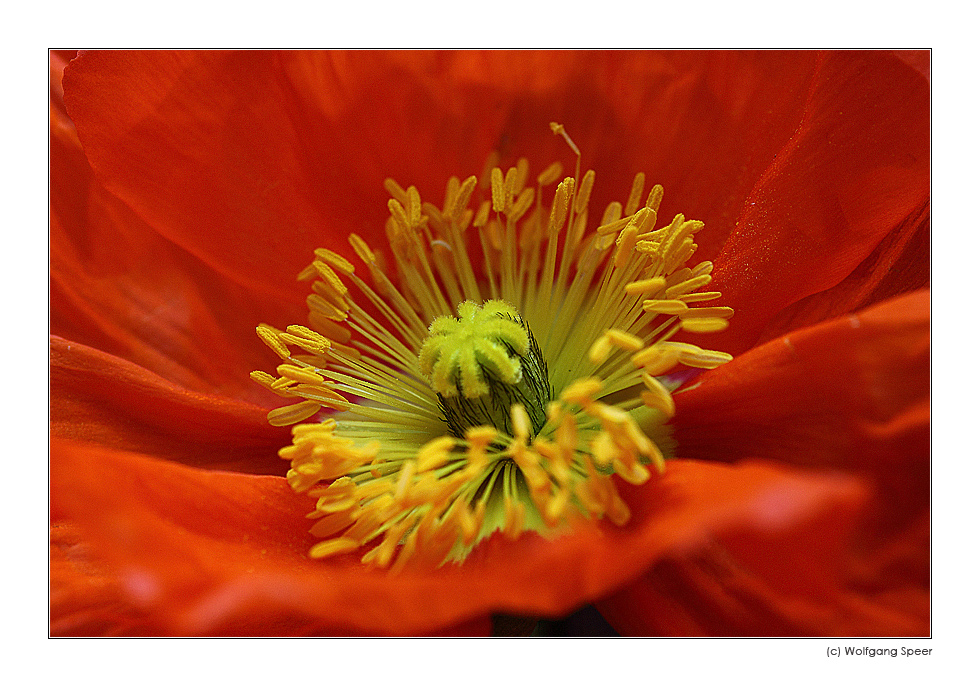 Isländischer Mohn