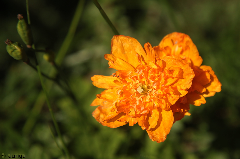 Isländischer Mohn, gefüllt