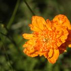 Isländischer Mohn, gefüllt