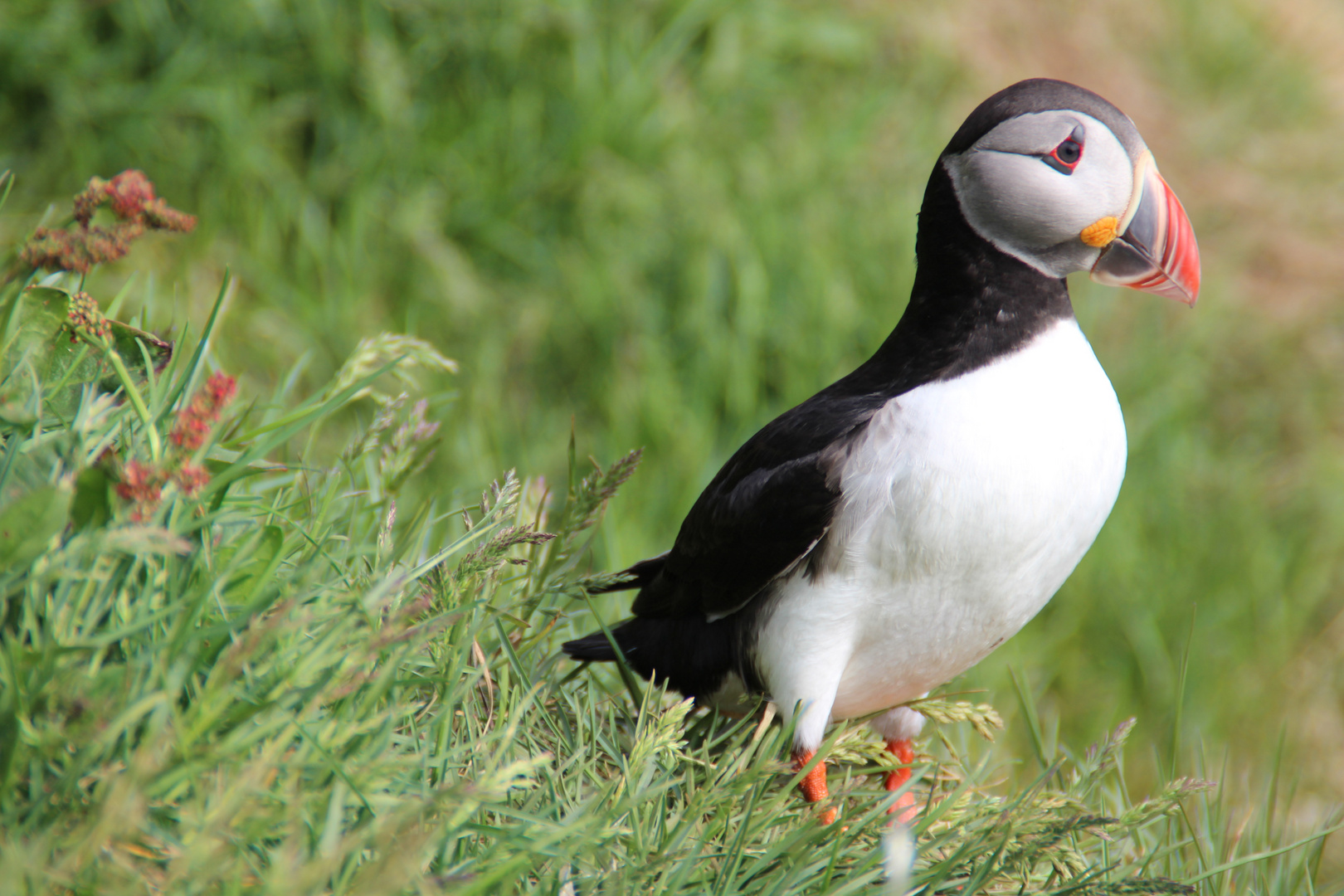 Isländischer Puffin 