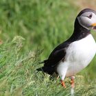 Isländischer Puffin 