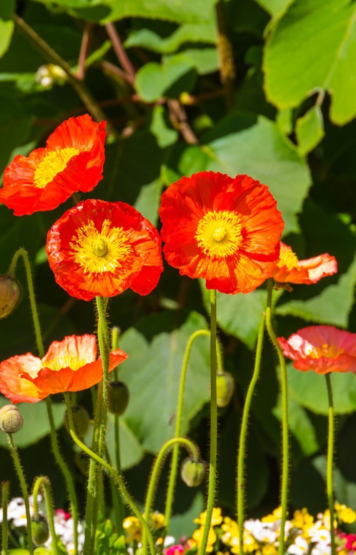 IsländischerMohn