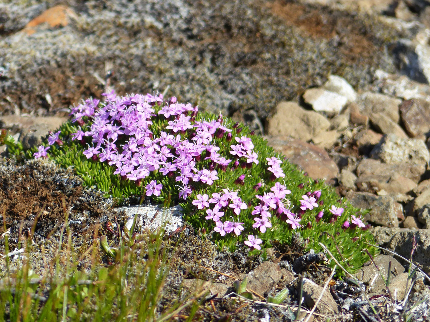 Isländisches Blümchen