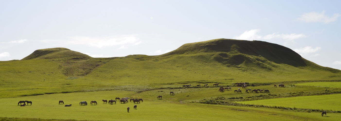 Island (16) - Islandpferde auf der Weide