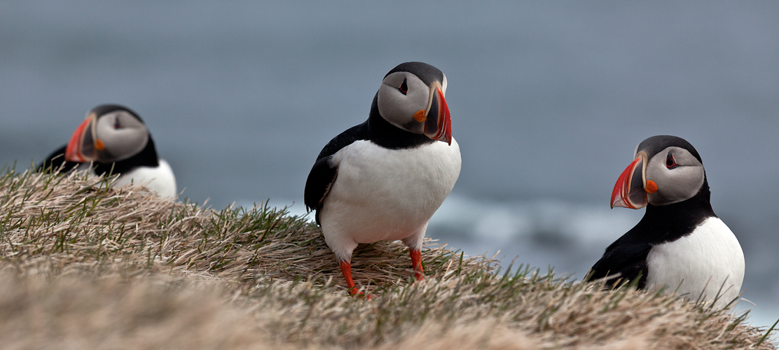 Island 2015 #01 Puffins in Látrabjarg