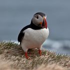 Island 2015 #01 Puffins in Látrabjarg