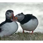 Island 2015 #56 Puffins beim Schnäbeln erwischt