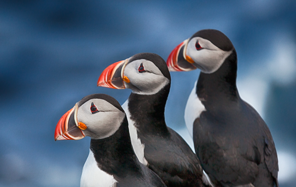 Island 2016 #525 Trio am Vogelfelsen