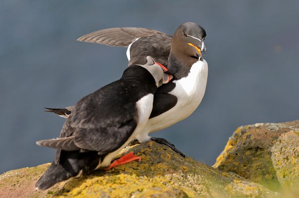 Island 2017 #17 Tordalk und Papageitaucher