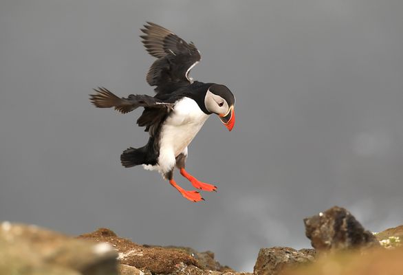 Island 2017 #29 sanfte Landung