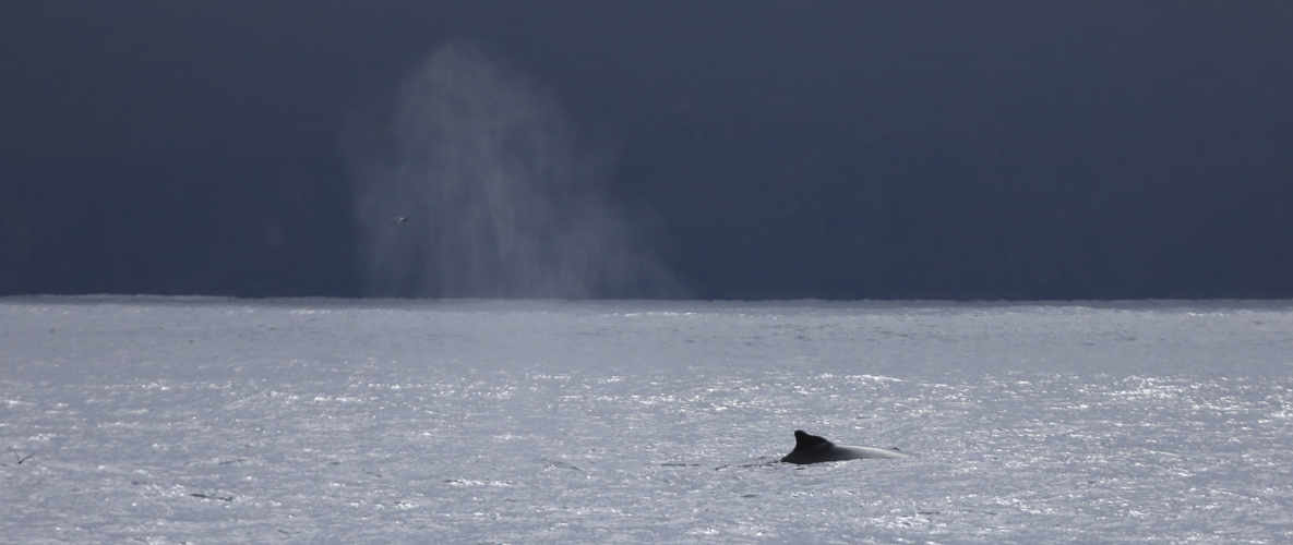 Island 2017 #31 Whale watching