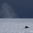 Island 2017 #31 Whale watching