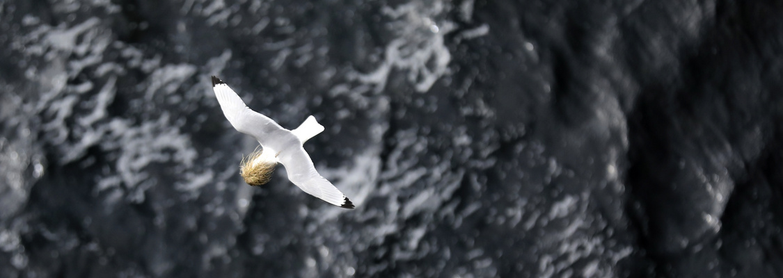 Island 2017 #45 gut getarnt